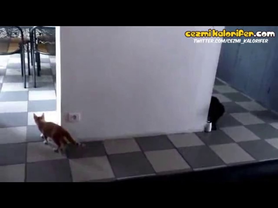 Kurnaz Kedi Canını Senin