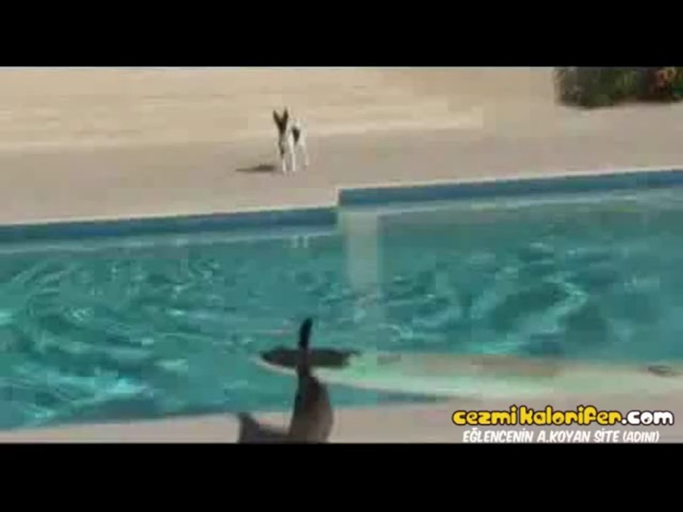 Kediden Sörflü Kaçış