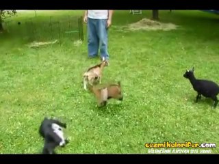 Red Bull İçen Keçi