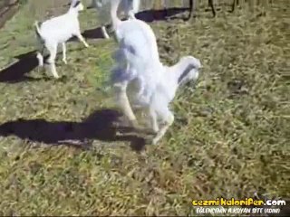 Kendini Taşıyarak Yürüyen Kuzu