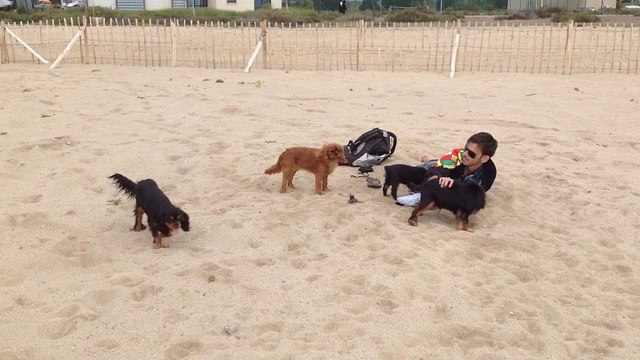 Mes amours de Cavalier King Charles Holly Day / Is This Love / Jewell / Idaho moon