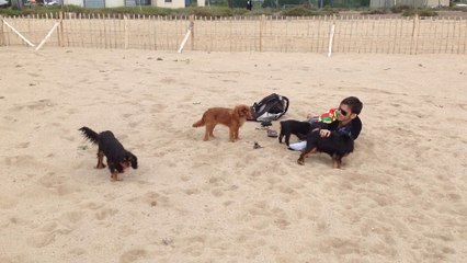 Mes amours de Cavalier King Charles  Holly Day /  Is This Love /  Jewell /  Idaho moon