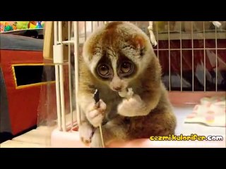 Eliyle Yemek Yiyen Lemur Canını Senin