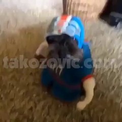 Amerikan Futbolu Hastası Köpek ama Tipi Sizi Zıplatacak - takozovic.com