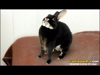 Çığlık Atan Tavşan