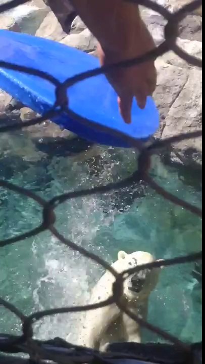 Polar Bear Proves Pro at Frisbee