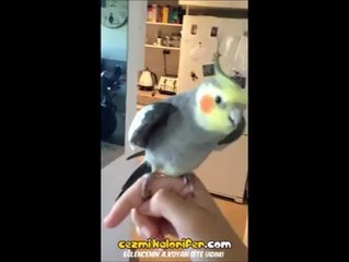 Dubstep Yapan Papağan