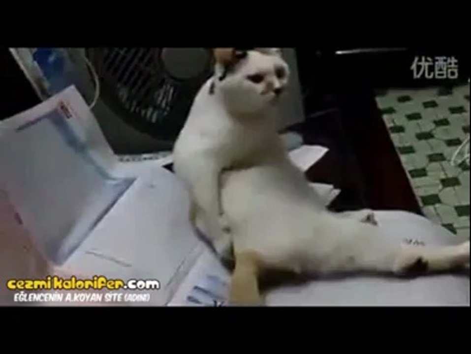Kaşınan Kedi