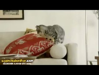 Dünyanın En Tehditkar Canlısı: Kedi