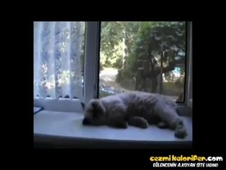 Ölü Takliti Yapan Hayvanlar Collection