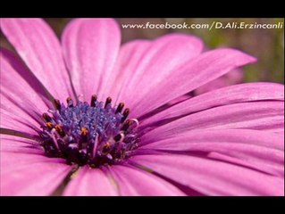 Ashab-ı Muhammed // Dursun Ali Erzincanlı