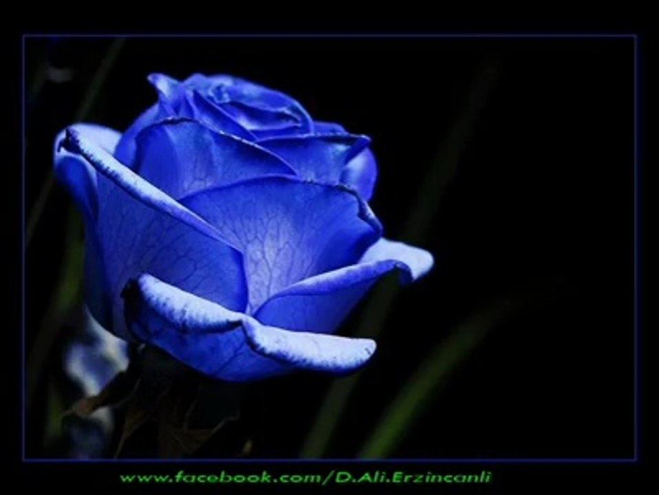 Bir Gül // Dursun Ali Erzincanlı