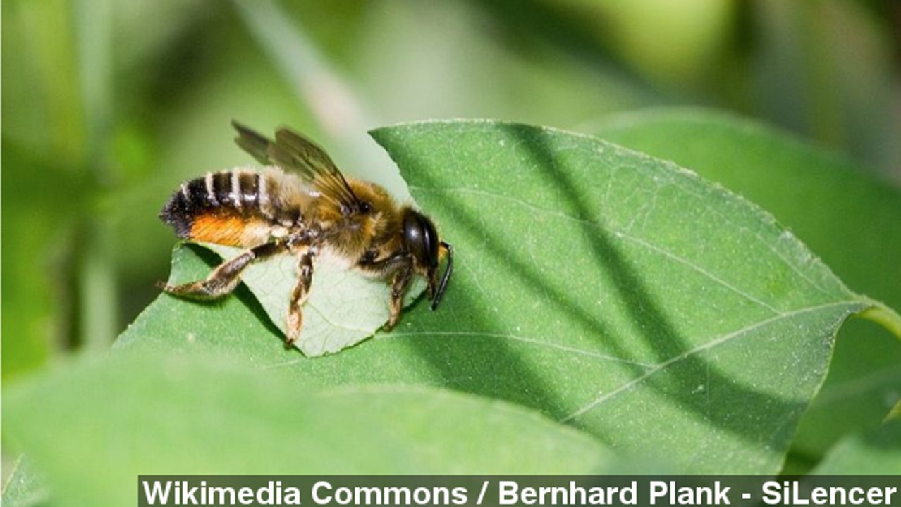 Bee Fossils Provide Insight Into Ice Age Environment