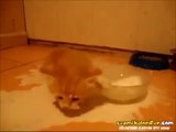 Süt Dökmüş Kedi