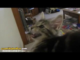 Kendini Keçi Sanan Kedi