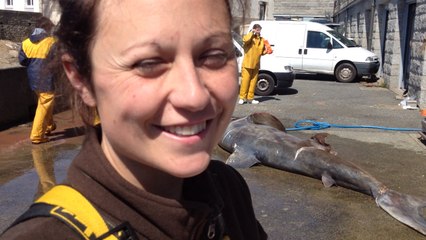 Un requin-pèlerin retrouvé sur une plage de Névez