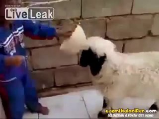 Kuzudan Dayak Yiyen Çocuk