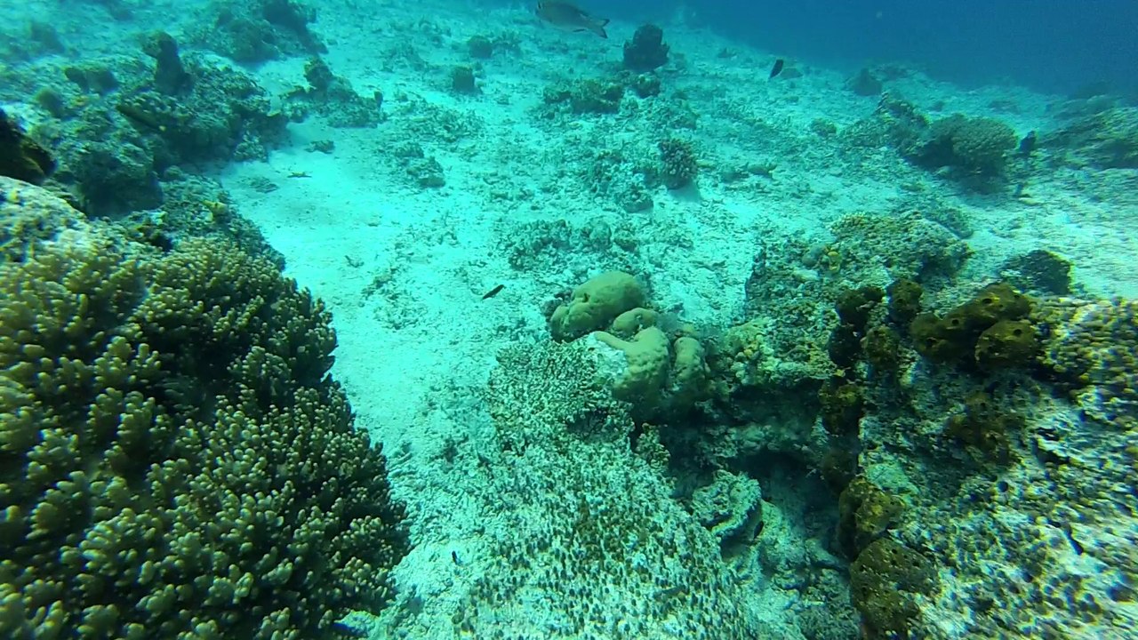 baracuda point le 13 1