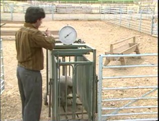 3-Kuzu, Koyun ve Toklu Besisi