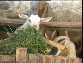 1-Süt Keçisi Yetiştiriciliği