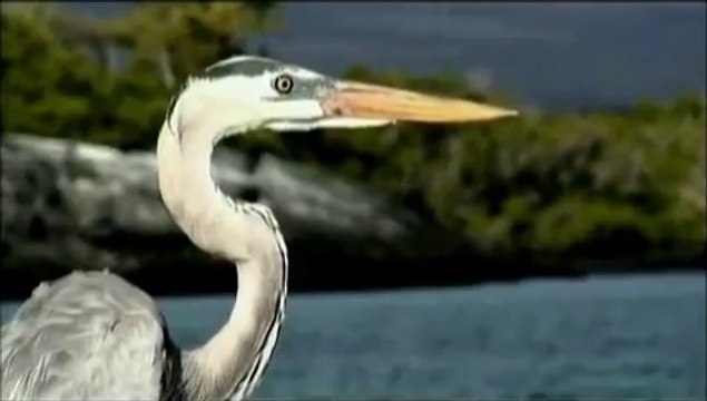 The Great Blue Heron: Galapagos Islands Blue Heron