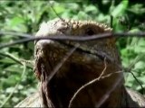 Galapagos Land Iguana: The Santa Fe Island Land Iguana
