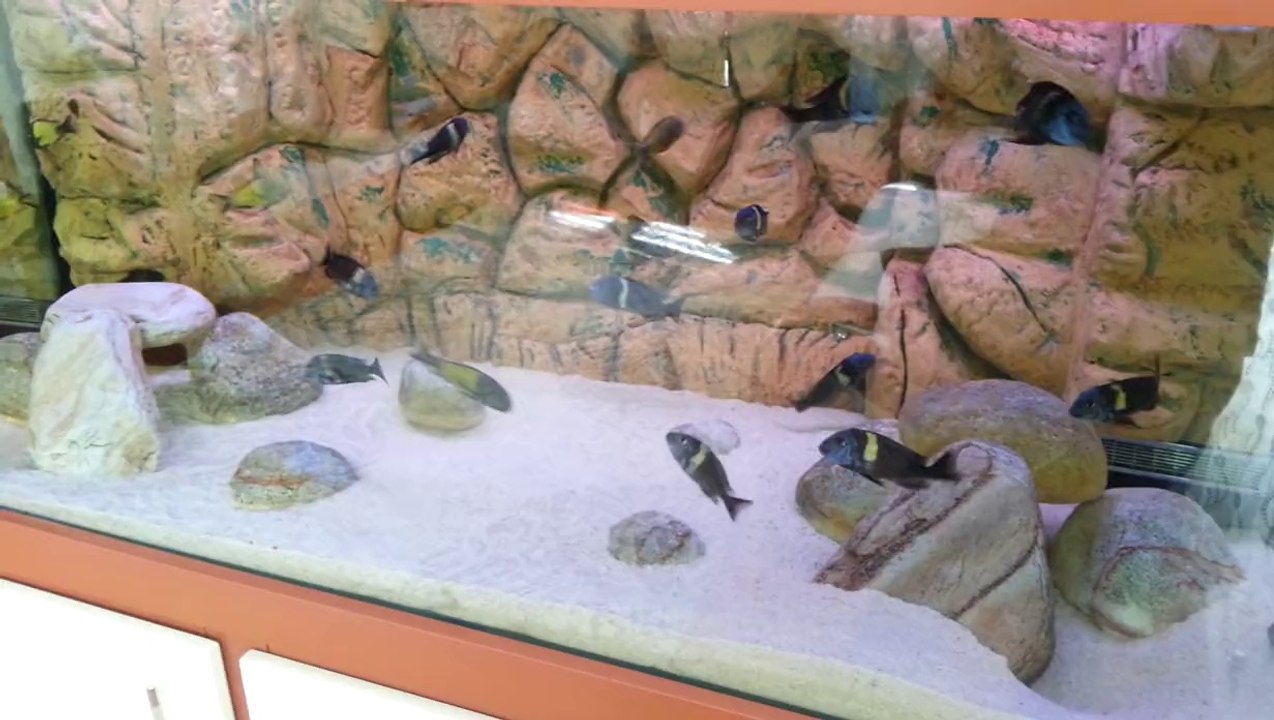 TROPHEUS DUBOİSİ MASWA DAMIZLIK KOLONİ