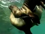 Galapagos Sea Lions: Sea Lion In The Islands