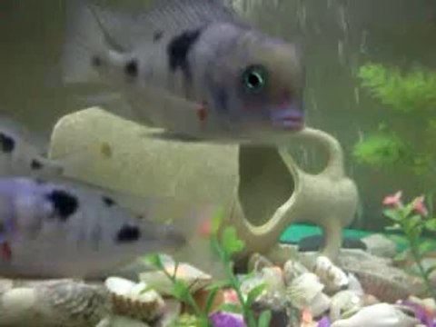 Yunus ve sarı prenses akvaryumum