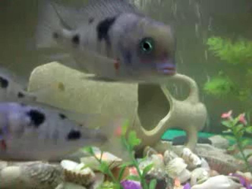 Yunus ve sarı prenses akvaryumum