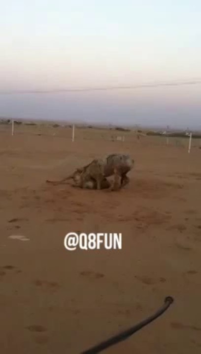 SAUDI Muslims unleash a lion on a helpless donkey just for the fun of it