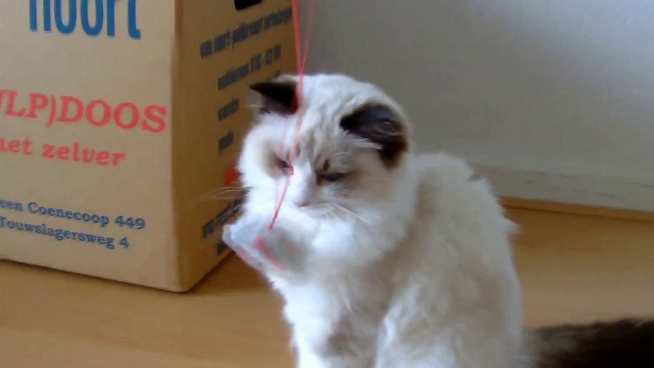 No Playtime for This Kitten