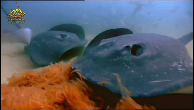 (اللہ تبارک وتعالیٰ کی عظیم نشانیاں ۔۔۔آواز مولانا عبدالعزیز غازی حفظہ للہ۔۔(والیم 1