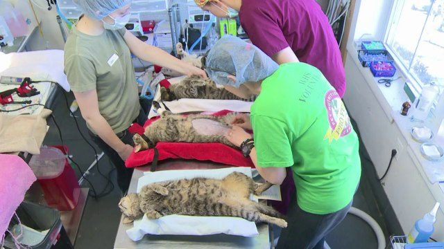 In Washington, a push to sterilize stray cats