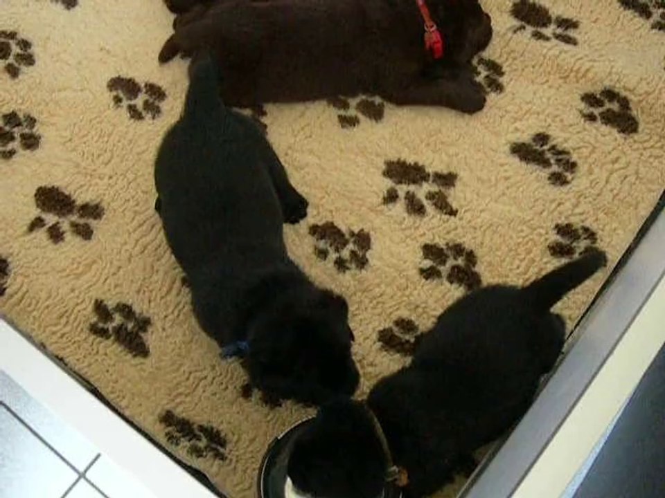Bébés Labradors