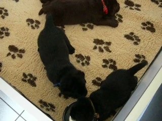 Bébés Labradors