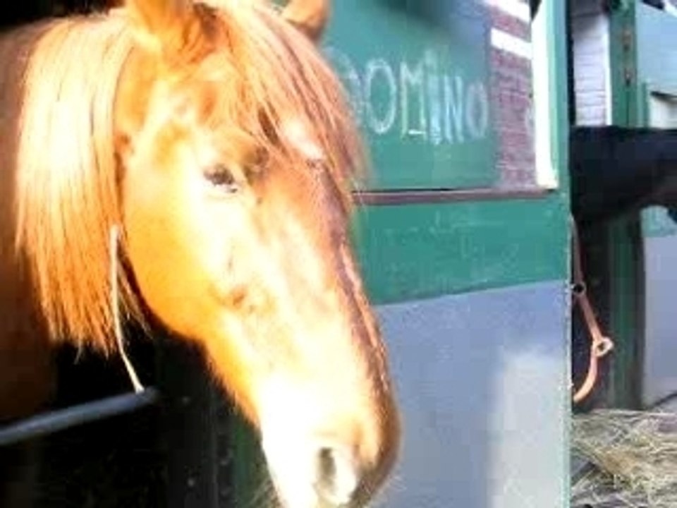 Domi et lupin au petit matin!