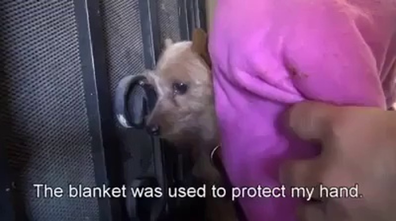 Hope for Paws