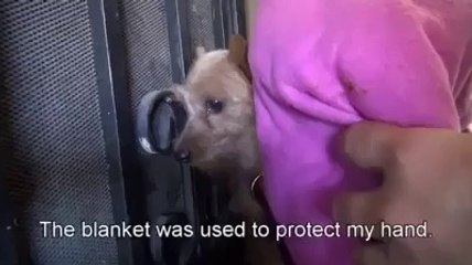 Hope for Paws