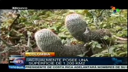 colombia: arrasan dramáticamente la superficie del bosque seco