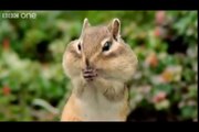 ANIMAL CRACKERS (The Best of BBC One's Walk On The Wild Side) [Shamrock Edit] (HQ) - YouTube[via torchbrowser.com]