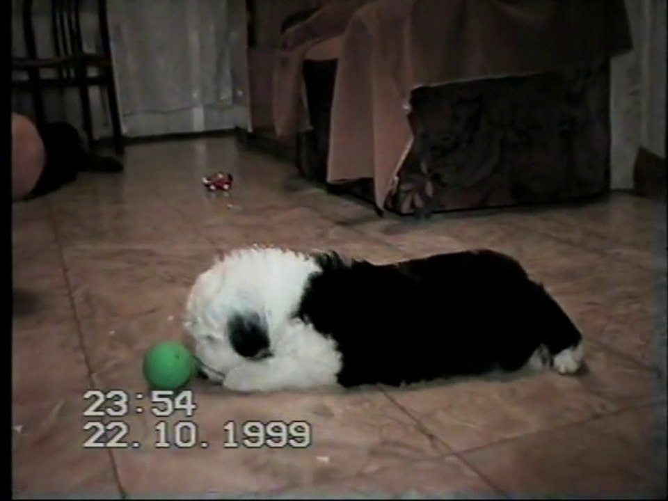 Our first bobtail Abigal