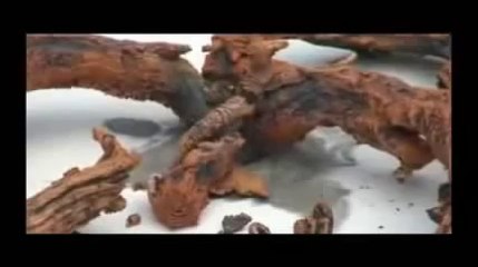 حجر إذا لمسته النار يتحول الى شكل غريب مثل  ثعبان ميتStone turns to dead snake if it touches fire