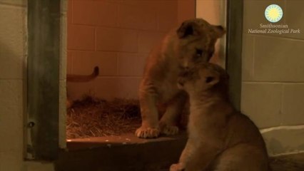 Adorable Lion Cub Cousins Meet for First Time