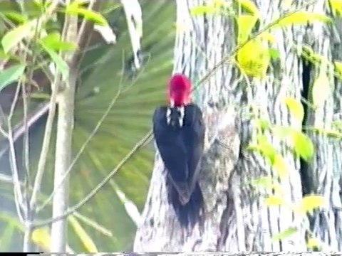 Au cœur des cités mayas 1999