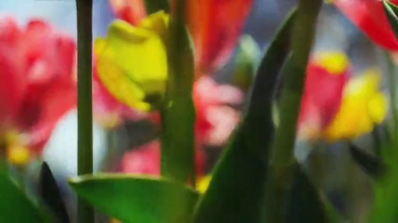 2014 Kutlu Doğum Sinevizyon Filmi (Din Samimiyettir)