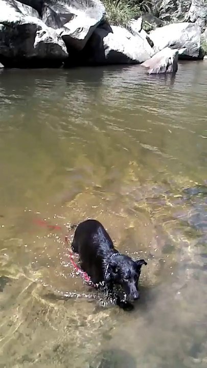Freyja  en el rio