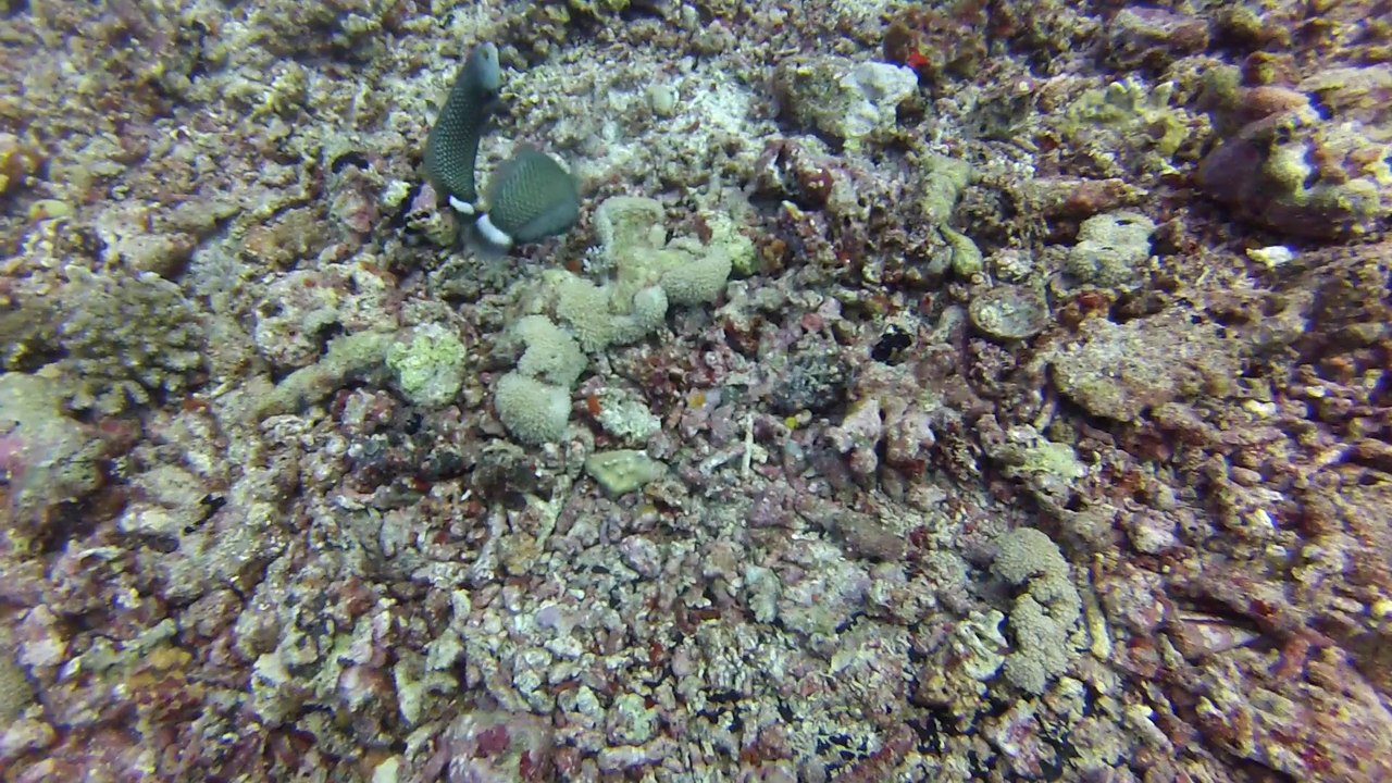 sipadan Baracuda point premiere  le 11 N2