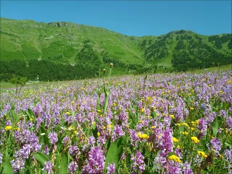 Aşağı Çayırlı Köyü Özledim