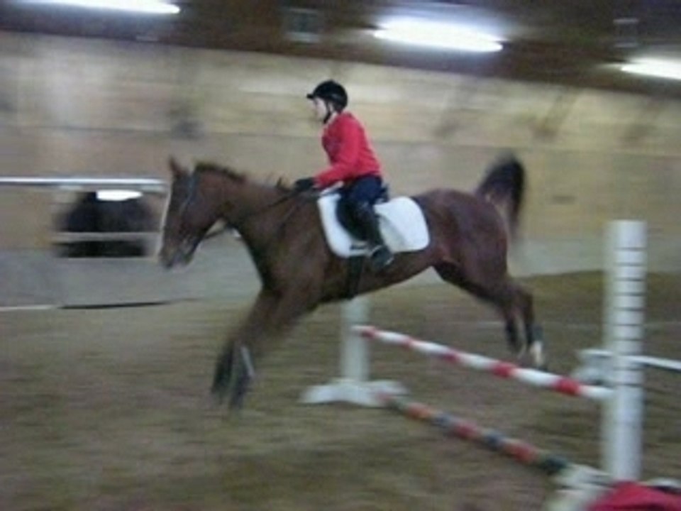Jump horse montage